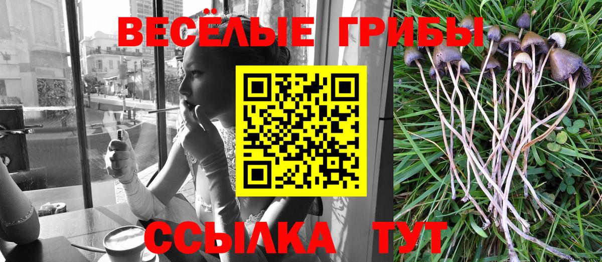 Псилоцибиновые грибы Psilocybe Батайск